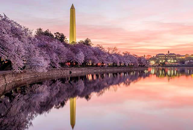 Cherry Blossoms in Washington, DC, USA